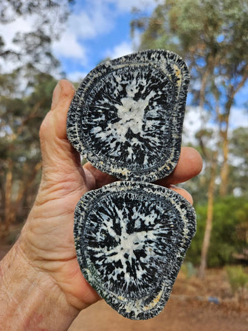 Pair of polished Orbicular Granite. OG214