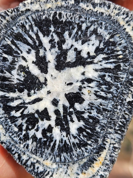 Pair of polished Orbicular Granite. OG214