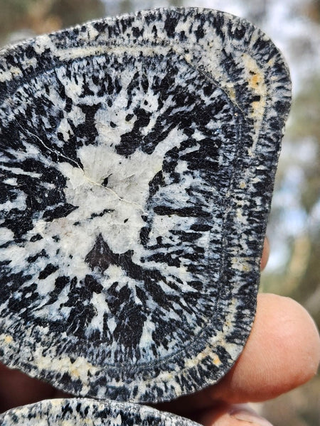 Pair of polished Orbicular Granite. OG214