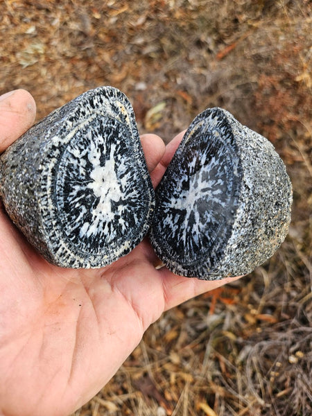 Pair of polished Orbicular Granite. OG214