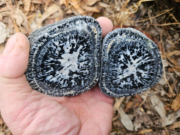 Pair of polished Orbicular Granite. OG214