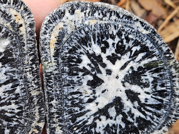 Pair of polished Orbicular Granite. OG214