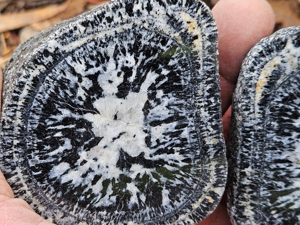 Pair of polished Orbicular Granite. OG214
