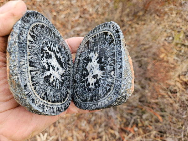 Pair of polished Orbicular Granite. OG215