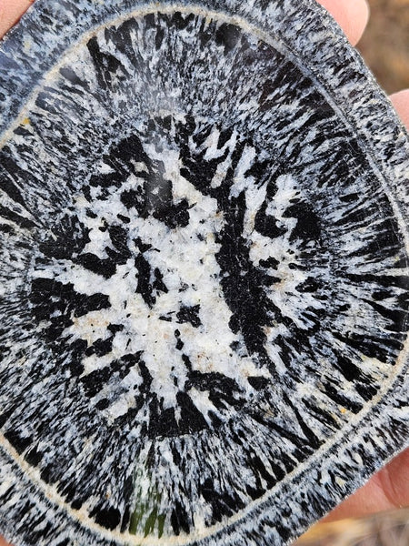 Pair of polished Orbicular Granite. OG215