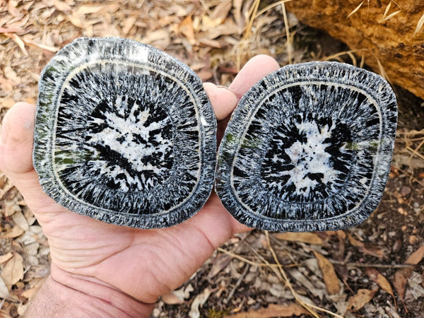 Pair of polished Orbicular Granite. OG215