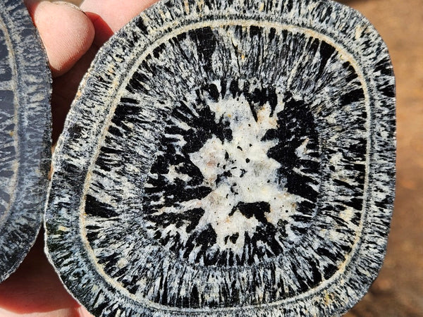 Pair of polished Orbicular Granite. OG215