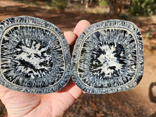 Pair of polished Orbicular Granite. OG215