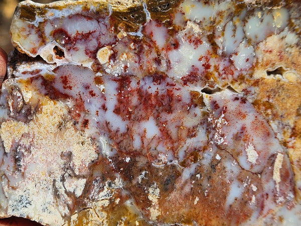 Polished Dendritic Opal slab DO216