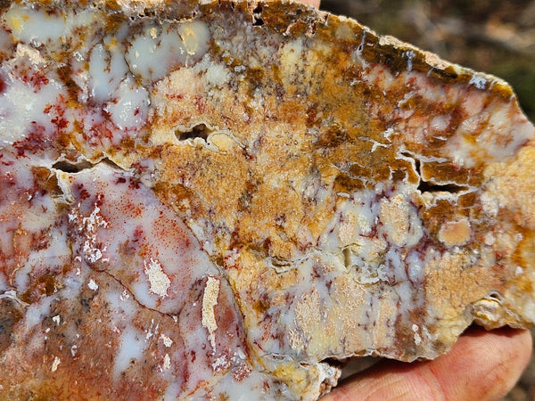 Polished Dendritic Opal slab DO216