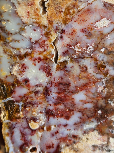 Polished Dendritic Opal slab DO216