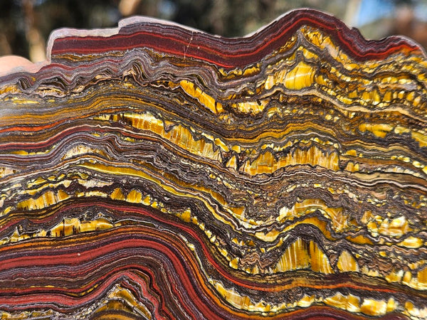 Polished Tiger Iron slab TI364