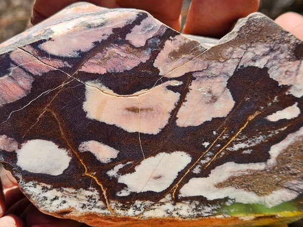 Polished Outback Jasper  OJ192