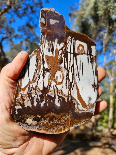 Polished Outback Jasper slab OJ194