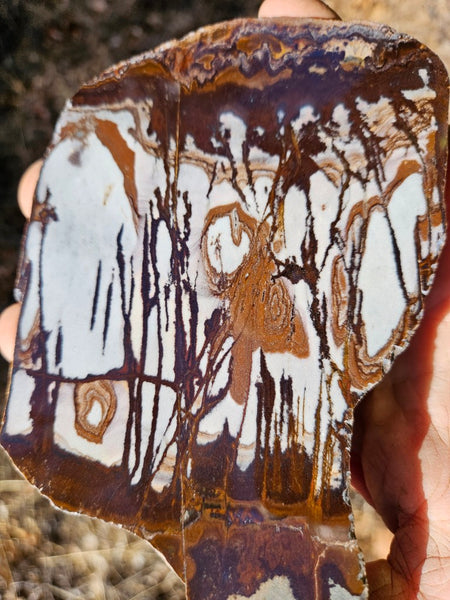 Polished Outback Jasper slab OJ194