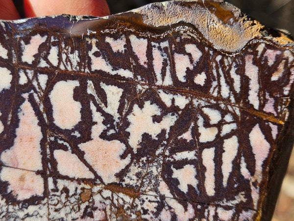 Polished Outback Jasper  OJ193