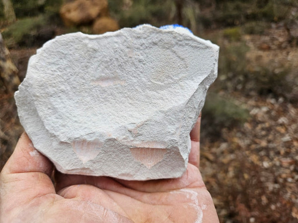 Azurite Sun  AZ158