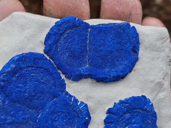 Azurite Sun  AZ158