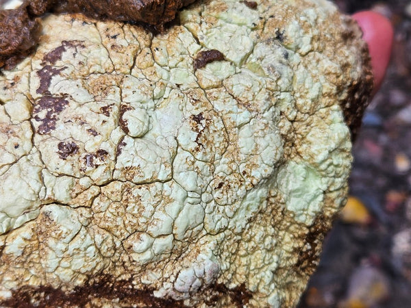 Lime magnesite rough.  LMR 131