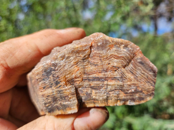 Polished Pilbara Agate PA272