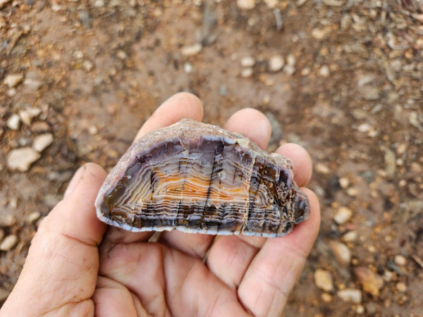 Polished Pilbara Agate PA272