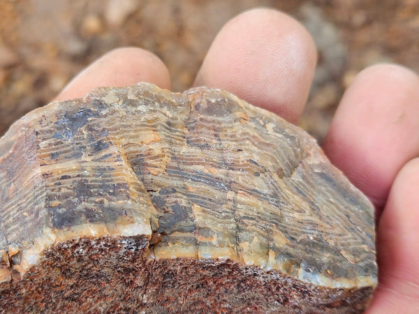 Polished Pilbara Agate PA272