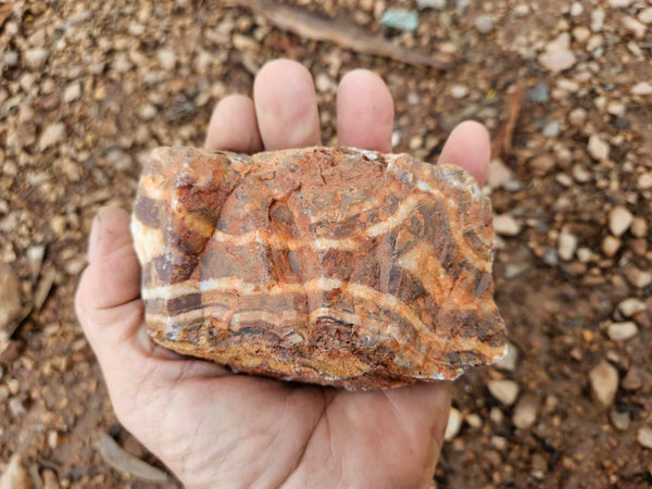 Polished Pilbara Agate PA274