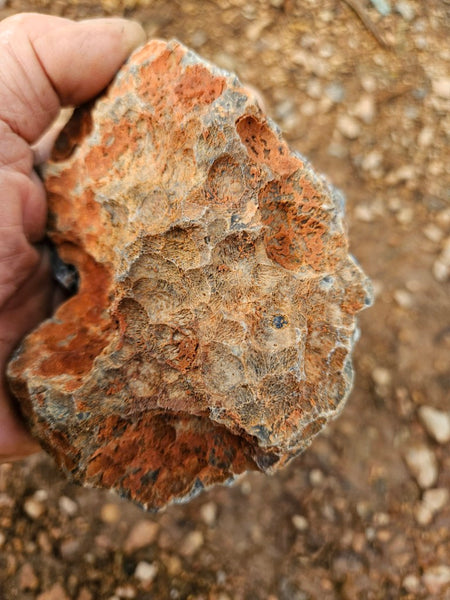 Polished Pilbara Agate PA276