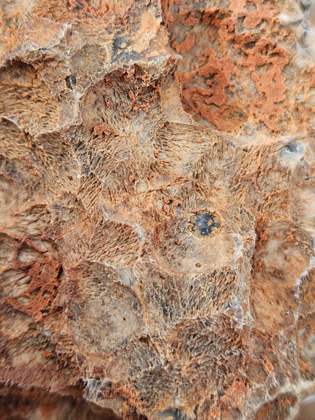 Polished Pilbara Agate PA276