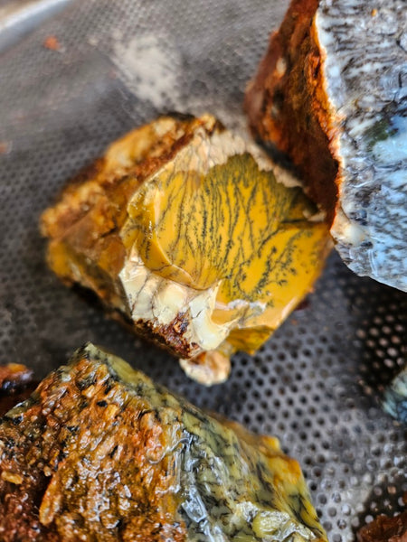 Dendritic Opal  rough.  DOR268