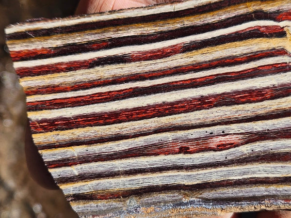 Polished Snakeskin Jasper slab  SS205