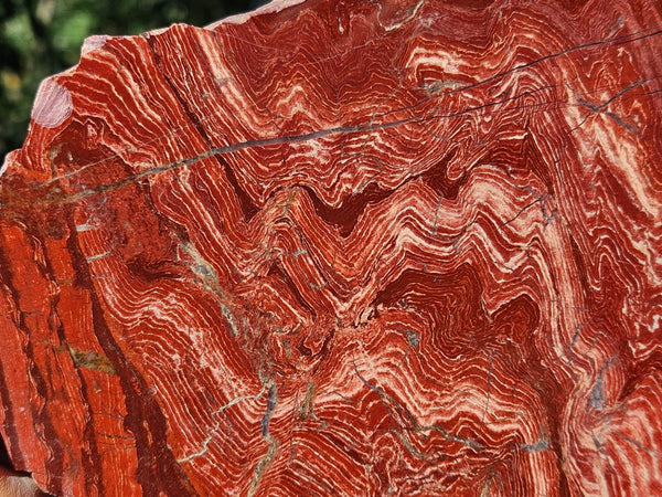 Polished  Snakeskin Jasper slab SS203