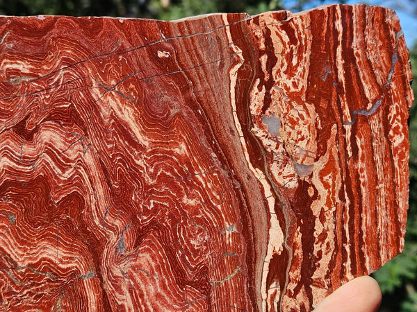 Polished  Snakeskin Jasper slab SS203