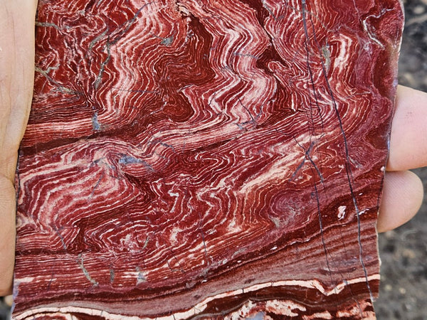 Polished  Snakeskin Jasper slab SS203