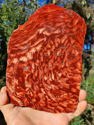 Polished  Snakeskin Jasper slab SS202