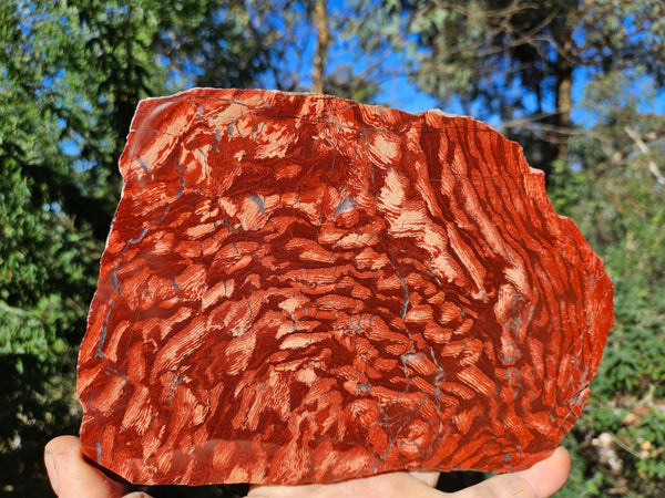 Polished  Snakeskin Jasper slab SS202
