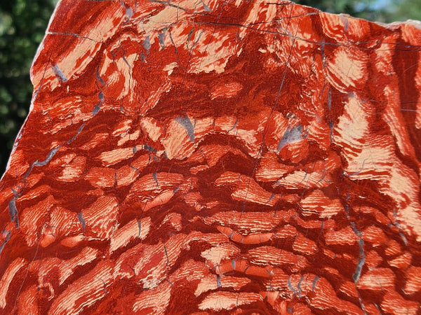 Polished  Snakeskin Jasper slab SS202