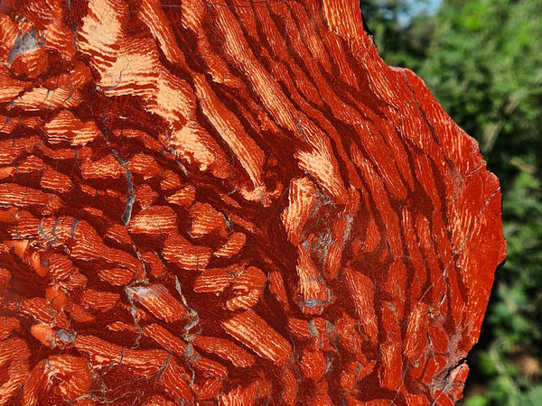 Polished  Snakeskin Jasper slab SS202