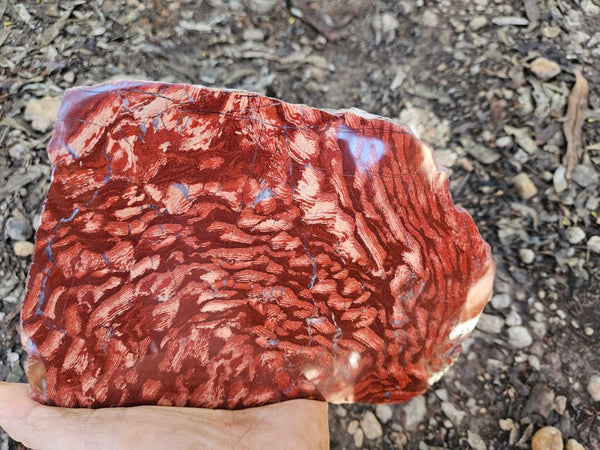 Polished  Snakeskin Jasper slab SS202