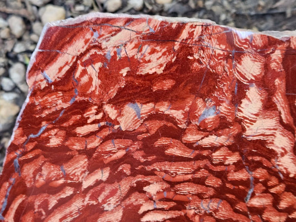 Polished  Snakeskin Jasper slab SS202