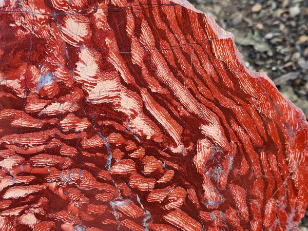 Polished  Snakeskin Jasper slab SS202