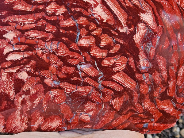 Polished  Snakeskin Jasper slab SS202