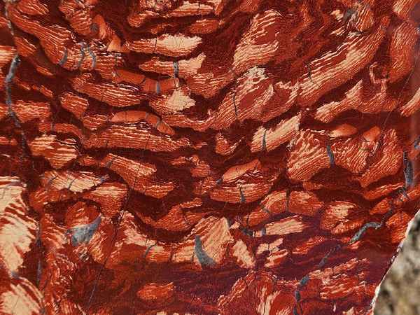 Polished  Snakeskin Jasper slab SS202