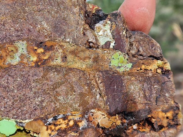 Gaspeite Polished Slab.  GT221