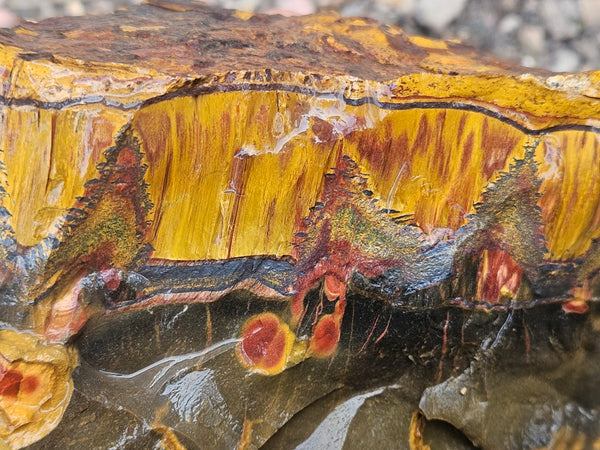 Marra Mamba Tiger Eye rough rock TER102
