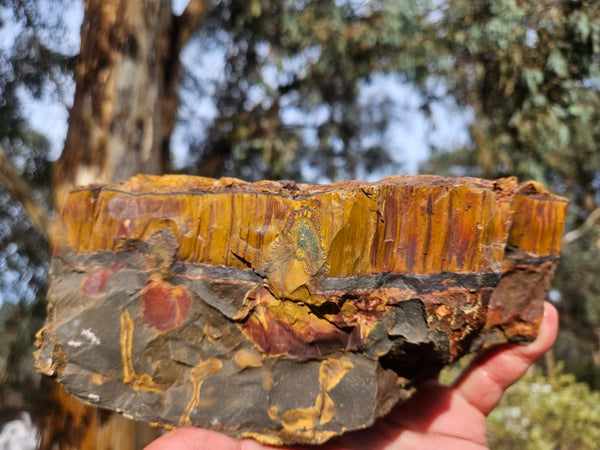 Marra Mamba Tiger Eye rough rock TER101