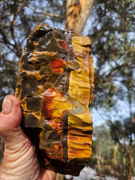 Marra Mamba Tiger Eye rough rock TER101