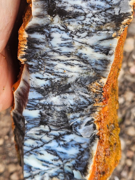 Dendritic Opal  rough.  DOR269