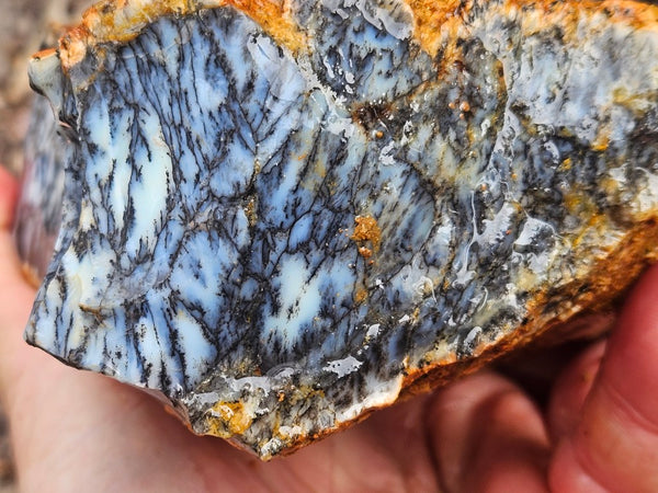 Dendritic Opal  rough.  DOR269