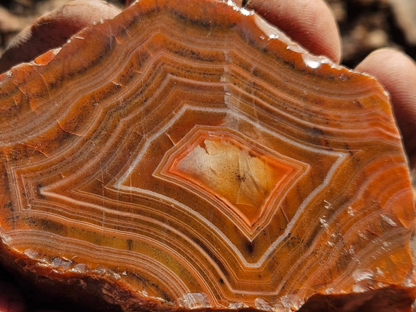 Polished Pilbara Agate PA277